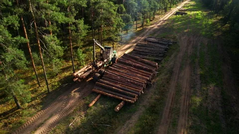 Crane forwarder machine during clearing of forested land. deforestation. Video stock 219808080