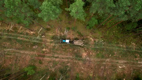 Crane forwarder machine during clearing of forest. deforestation Video stock 219808233