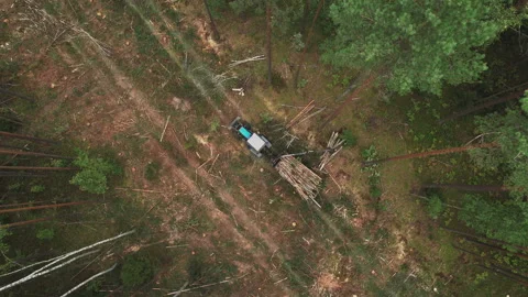 Crane forwarder machine during clearing of forested land. deforestation. Stock Footage 219808256