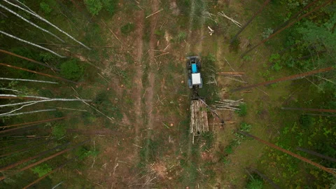 Crane forwarder machine during clearing of forested land. deforestation. 스톡 동영상 219808260