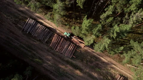 Crane forwarder machine during clearing of forested land. Stock Footage 221515527