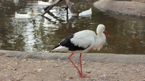 Crane Goes By Shore Stock Footage 48706148