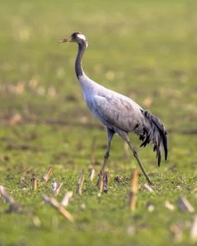 Crane in grass field Stock Photos