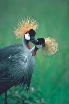 Crane in the grass Stock Photos