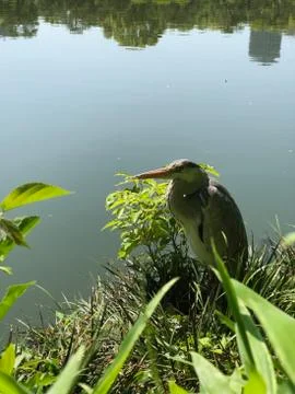 Crane in the grass by a pond Stock Photos