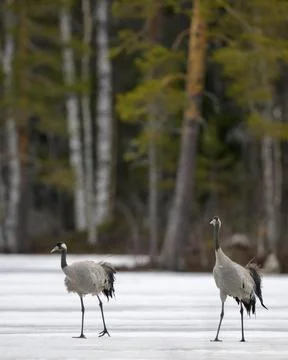 Crane Grus grus breeding pair striding across a frozen lake in early spring Fotos Stock