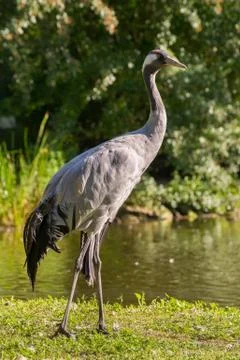 Crane - grus Stock Photos