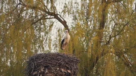 The crane guards its nest Stock Footage 74500433