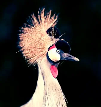 Crane head dark background Photos