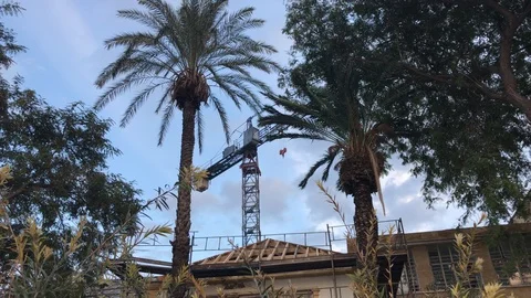Crane from Industrial Set up behind Palm Trees in Nicosia Video stock 100470656