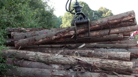A crane with jaws loads trunks of tree on a stack Stock Footage 161069294