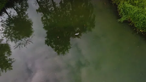 Crane in a lake Stockbeeldmateriaal 155574387