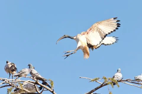 A Crane landing Фото