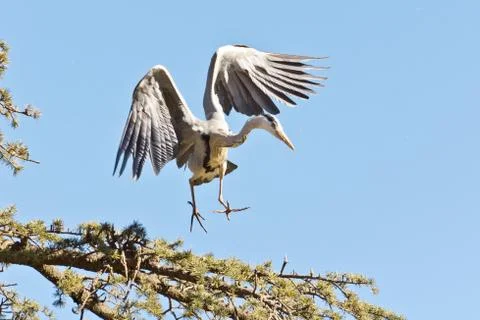 A Crane landing Stock Photos