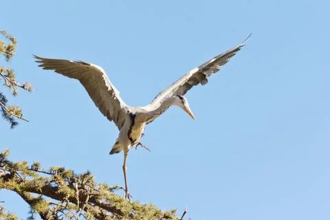 A Crane landing Stock Photos