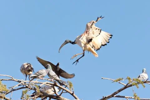 A Crane landing Stock Photos