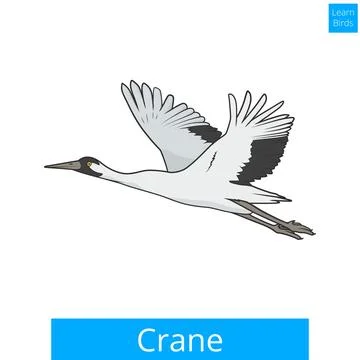 Crane learn birds educational game vector Illustrazione stock