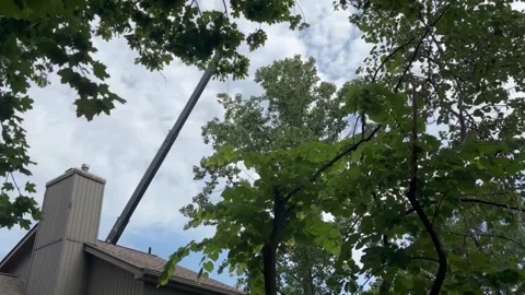 A Crane Lifting and Removing old Tree Branches Vidéo 344328355