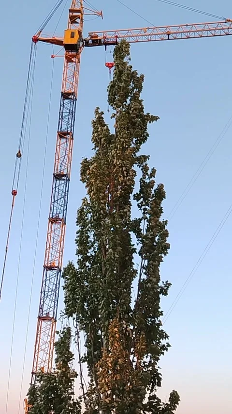 Crane lifting tree branches during removal process at construction site in urban Stock Footage 340606736