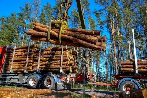 Crane loading logs in the truck. Stock Photos