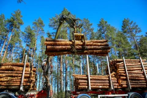 Crane loading logs in the truck. Stock Photos