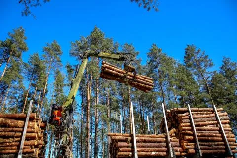 Crane loading logs in the truck. Stock Photos