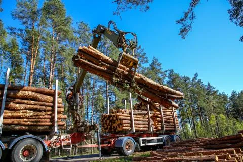Crane loading logs in the truck. Stock Photos