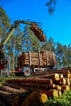 Crane loading logs in the truck. Stock Photos