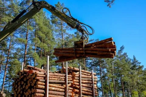 Crane loading logs in the truck. Stock Photos