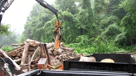 Crane Loading lumber c Vidéo 491116