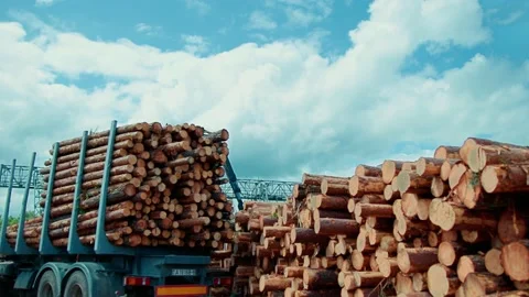 The crane loads the timber cut coniferous logs into the back. For further indust Видео 158083118