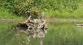crane on log P HD 7669 HD Footage