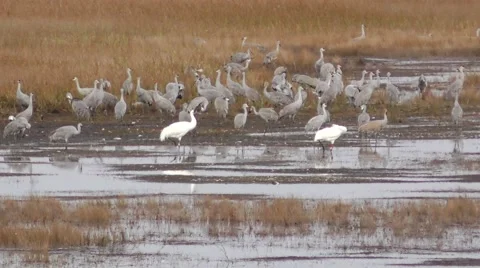 Crane Migration Stock Footage 69047305