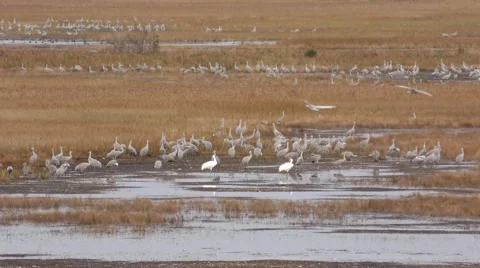 Crane Migration Video stock 69054130