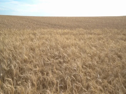 Crane move corn field 4k Stock Footage 77413650