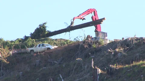 Crane Moving Large Trees Video stock 34438957