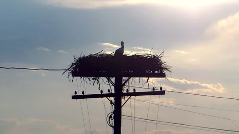 Crane Nest On Electric Pillar (1) Stock Footage 86570681