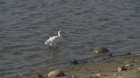Crane ocean bird walking in shallow water hunting for fish Stock Footage 54076382