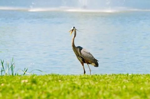 Crane with open beak Stock Photos