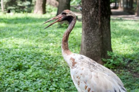 Crane with open beak Foto stock