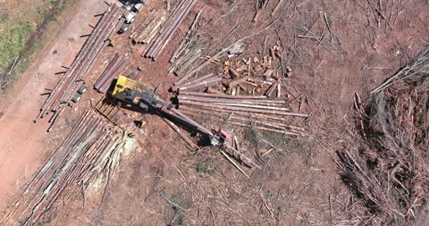 Crane operator loading logs woodpiles on to truck Stock Footage 194424504