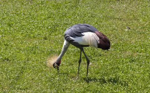 Crane on pasture Stock-Fotos