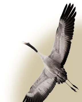 The Crane Fotos de archivo