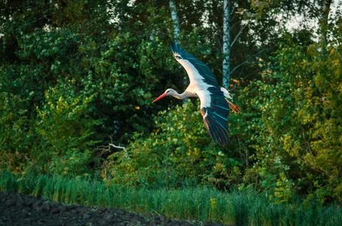 Crane Stock Photos