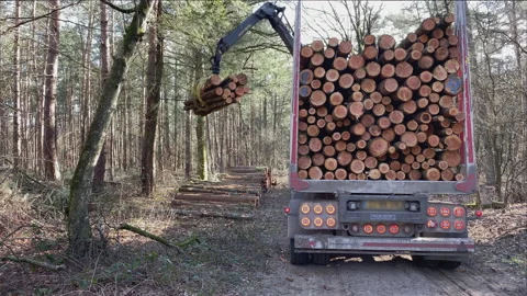 A crane is picking up logs, just cut in the forest, and put them on a truck Video stock 217832236