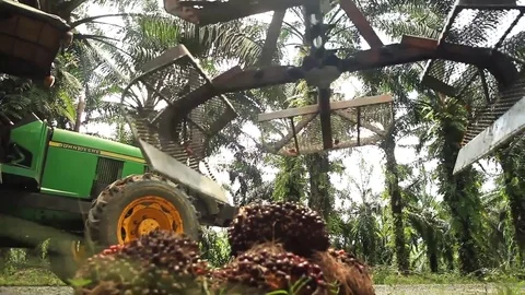 Crane Picking Up Palm Oil Fruit Bunches Stock Footage 79083926