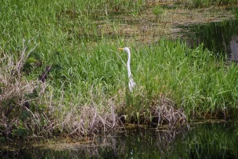 Crane at a Pond Foto stock