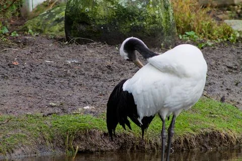 Crane Preening by the Water Stock Photos