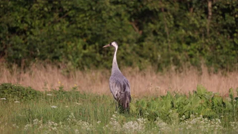 Crane in the rays of the summer sun, close, 8K Stock Footage 169220926