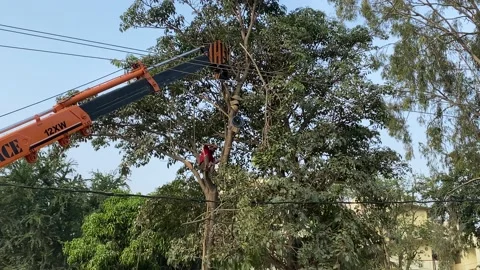 Crane rescue young man from the tree Stock-Footage 166227067